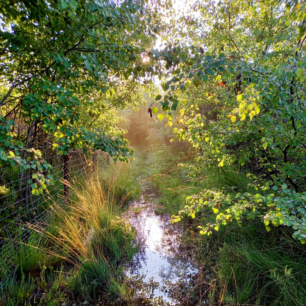Landes de l'hopiteau au petit matin