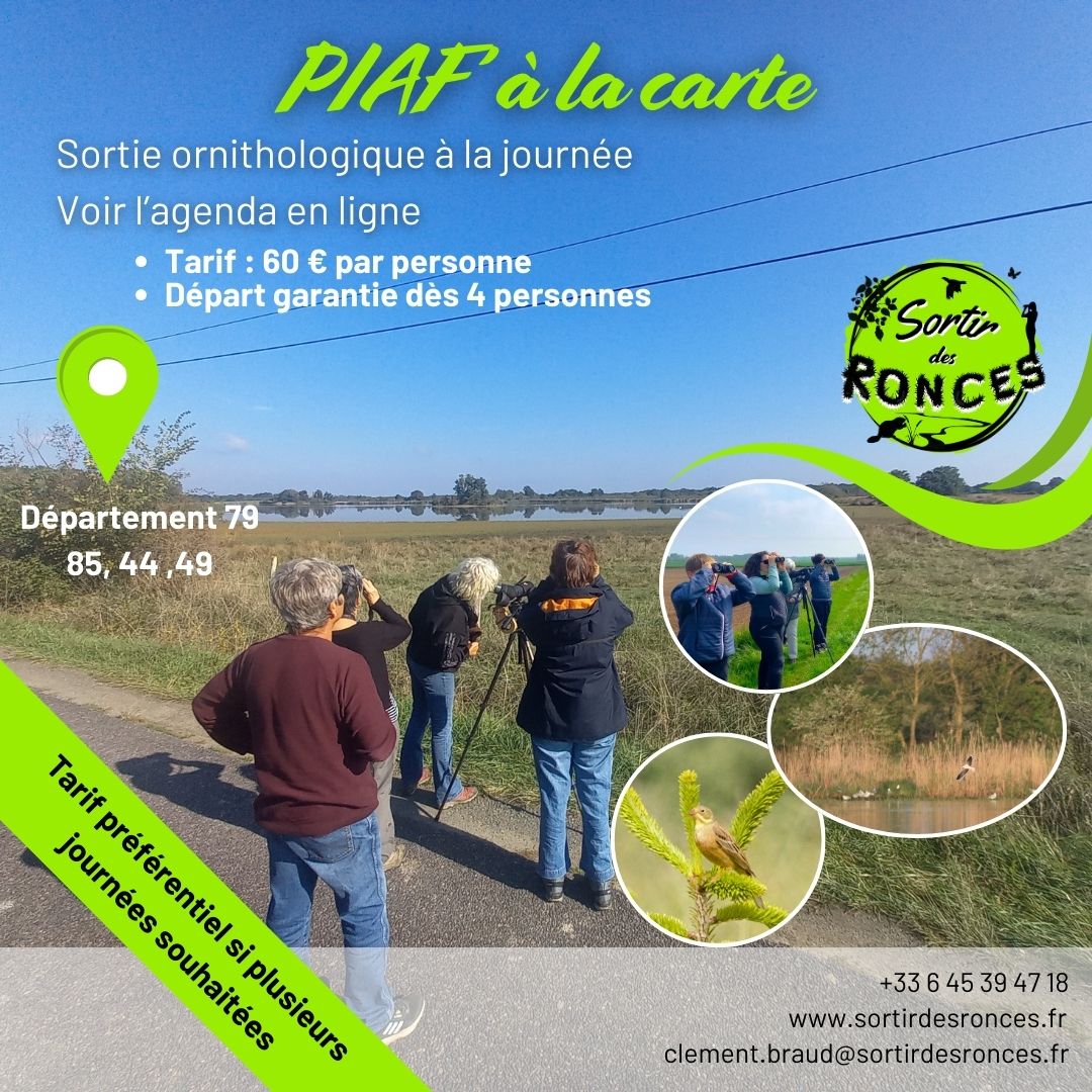 PIAF à la carte : journée complète d'ornithologie en groupe de 4 à 8 personnes